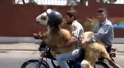 Fotos No sin mi oveja: amor animal sobre ruedas (vídeo)